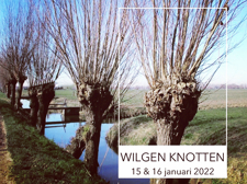 Wilgen knotten